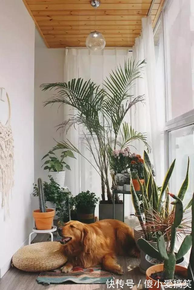 花园|3平米小阳台,也能变花园,有露台、阳台的千万别浪费!