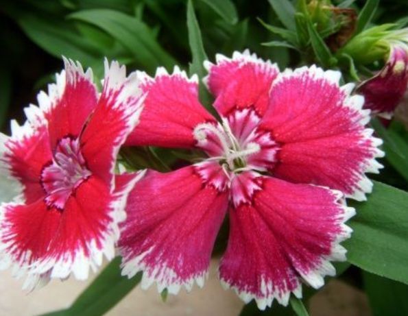 喜欢花，不妨养些这种花，非常适合阳台养，开花就爆盆