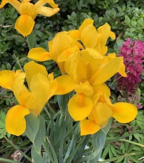 未来一个月,9种花就是抢手货,不养亏大了!