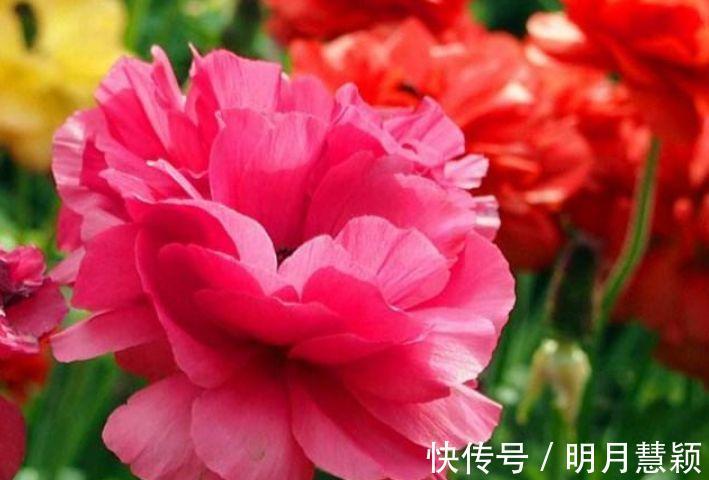 种花|4种花,堪称花界“劳模”,一年四季开花不断,你一定会喜欢!