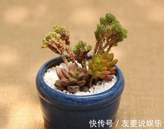 景天属|好好打理下你的多肉,让它们更加健康生长!