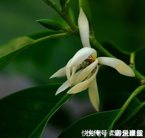 这5种花卉盆栽,美丽又好闻,花期长,花量大,给家里满屋馨香