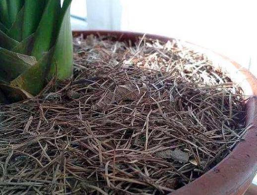 绿化带中的这2样,全是养花的宝贝,盆栽植物还能提供有机质