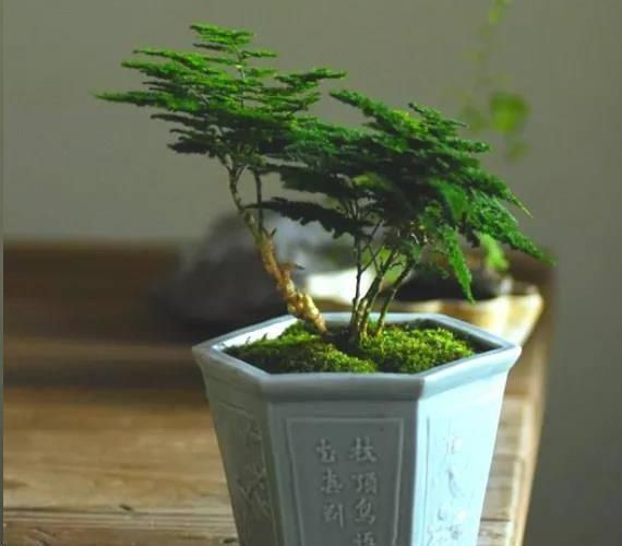 文竹|文竹与云竹有什么区别做好这两点,居然发现没区别