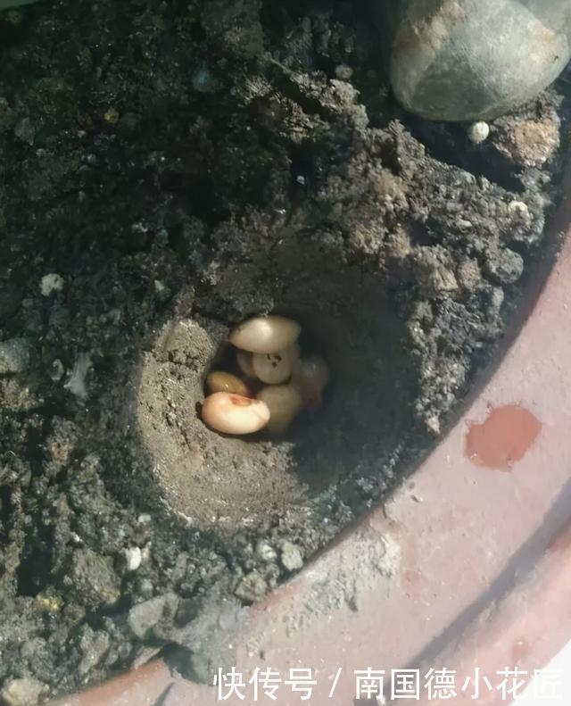 家家都有的“营养肥”,养虎尾兰管用,盆里浇一点新芽猛蹿