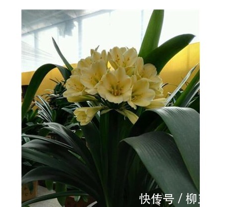 浇灌|淘米水,啤酒水靠边站,以下几种水浇花,君子兰水灵灵、花多多