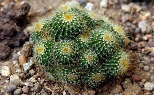 它们是“耐旱花”，盆栽1、2个月浇水1次，轻松花开满树