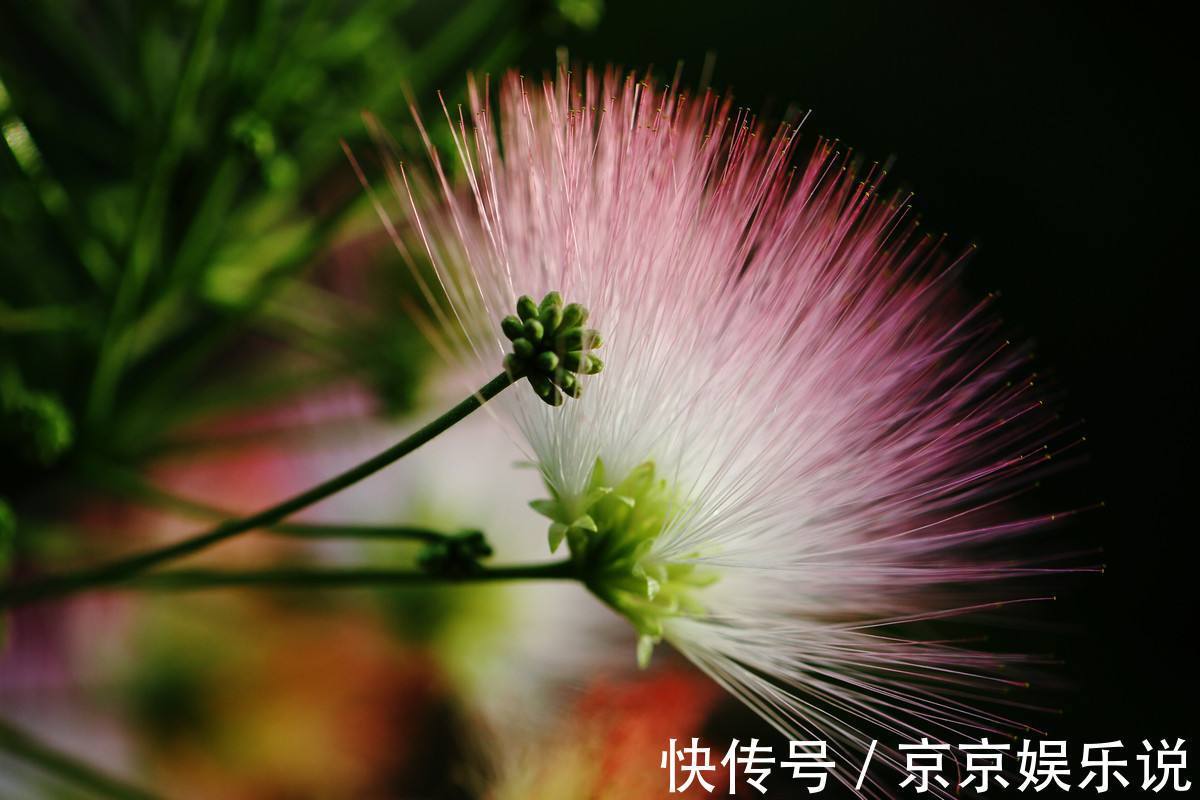 此花所代表的是言归于好,还是可以安神的花,就像是绒毛一样