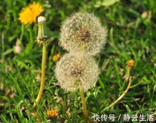 长寿|想长寿要会吃，多吃几种食物，美容养颜，延缓衰老，越来越年轻