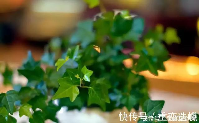 厕所|卫生间放一盆这个植物,异味全跑光,绿意盎然又芬芳