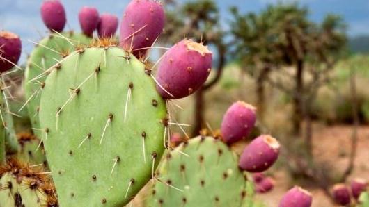 养花和性格息息相关,你是什么性格,就喜欢养什么花,你同意吗