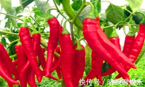 辣椒辣椒|女性过了30岁，可以多吃4种食物，疏通血管，预防子宫早衰