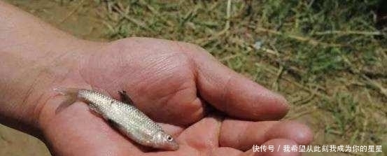 觅食|夏季钓鱼,为啥大鲫鱼很少?大板鲫去哪了?