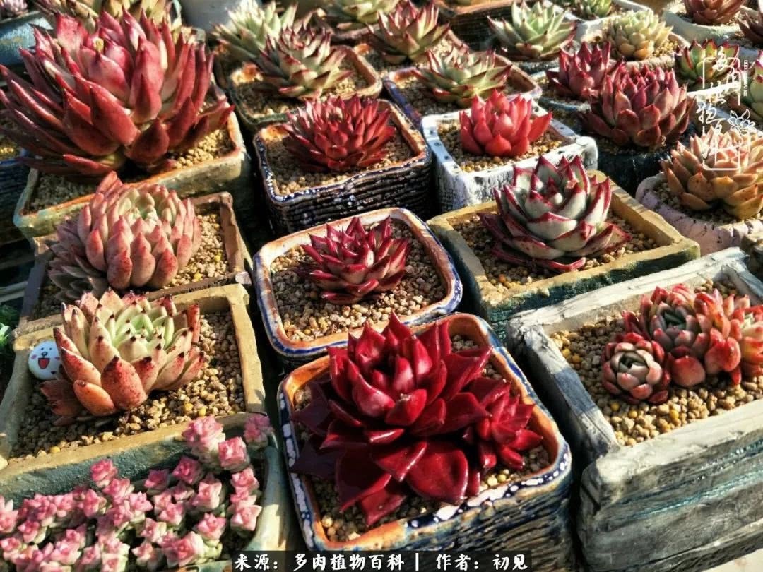 养多肉四周年，从初见到爱恋！幸福一直藏在浅薄的日子里！