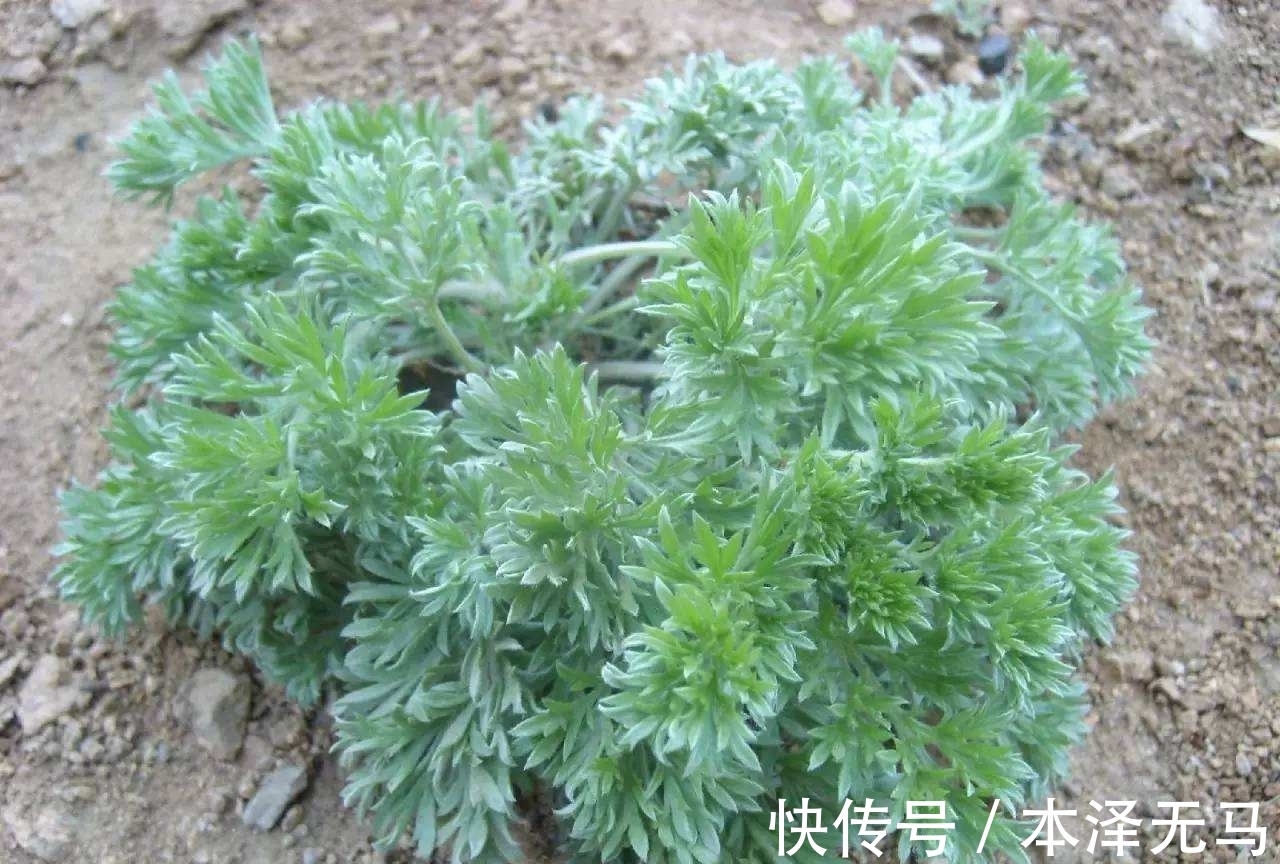 价值|农村这种植物别名茵陈，煮水原来价值那么高，好多人还不知道