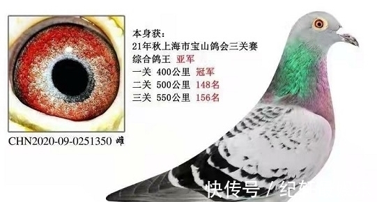 天落|靠天落起家,成功飞出三关鸽王总冠军,这位鸽友打比赛有秘诀!