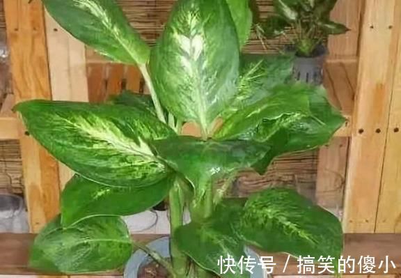 夹竹桃|5种有毒的花卉盆栽,如果家中养了,赶快处理,不要掉以轻心