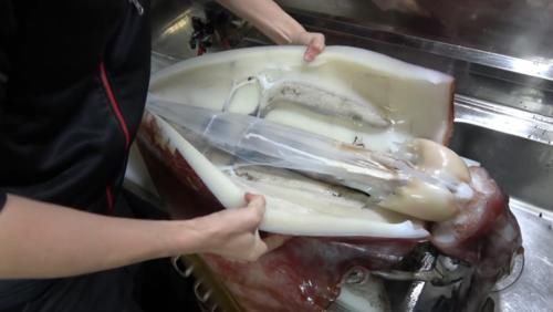 鱿鱼|男子切开巨型鱿鱼，发现透明“塑料管”，瞬间愣住了！