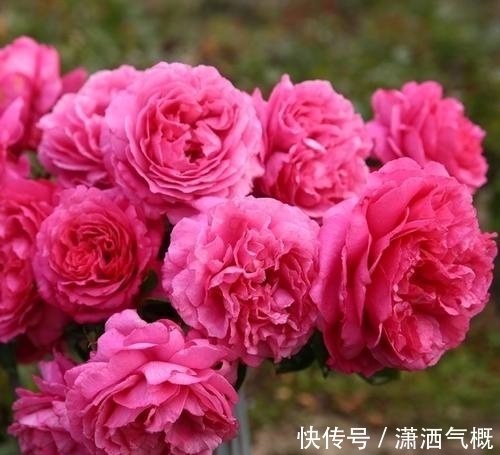 此款月季花,被称作“香香公主”,花朵大花型美,值得拥有!