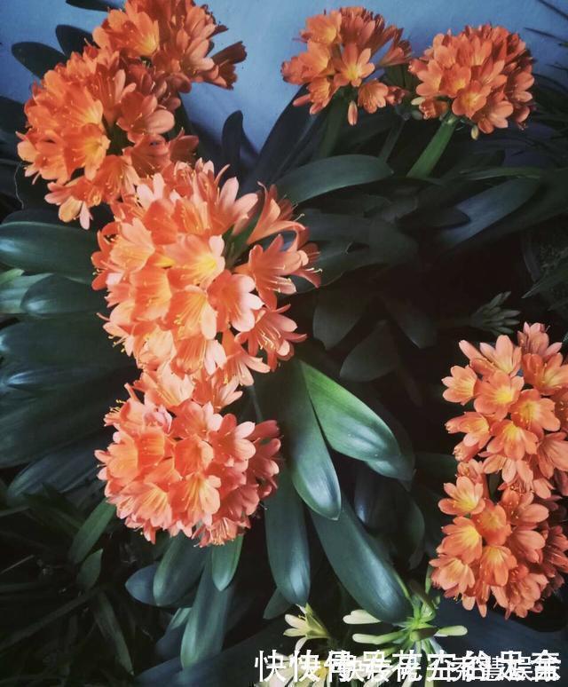 植株|养君子兰趁现在,多做2件事,长成大白菜,满盆冒花箭