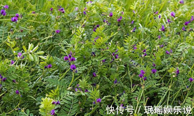 豌豆|長得像豌豆，曾被用來喂牛，含鈣比牛奶高，如今成高端野菜