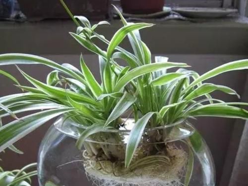 5种净化空气的花，扫光室内“甲醛、二手烟”，养在客厅美极了