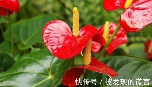 养不黄叶|买回家的红掌这么养不黄叶一直开花