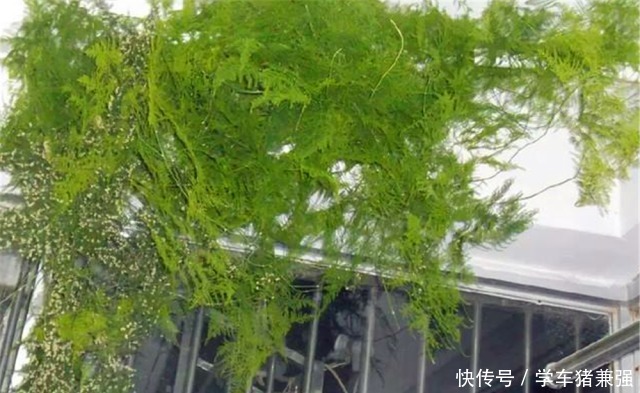 在北方,1盆文竹养8年“不修剪”是什么体验直接绕成“盘丝洞”!