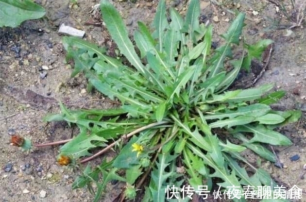 草药皇后|农村这植物被称为“草药皇后”根茎极为珍贵，外面一斤20元