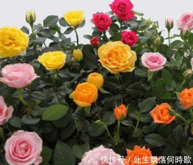 养花就养4种花,家里养一盆,开花漂亮花期长,谁养谁上瘾