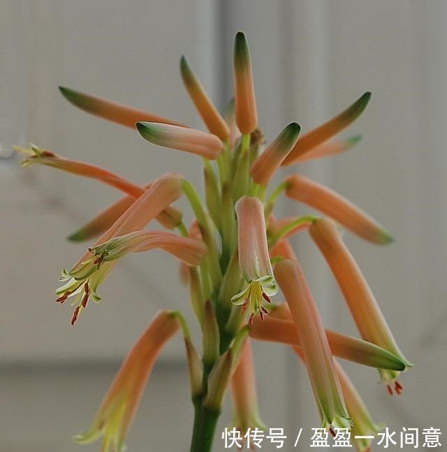 如果你家芦荟长这东西,别剪掉,请珍惜,比较少见!