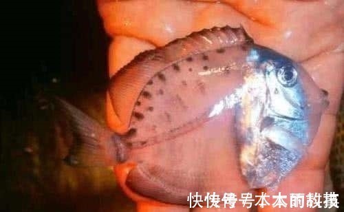 男子野外钓到一只透明鱼,欣喜带回家饲养,长大后却大变样