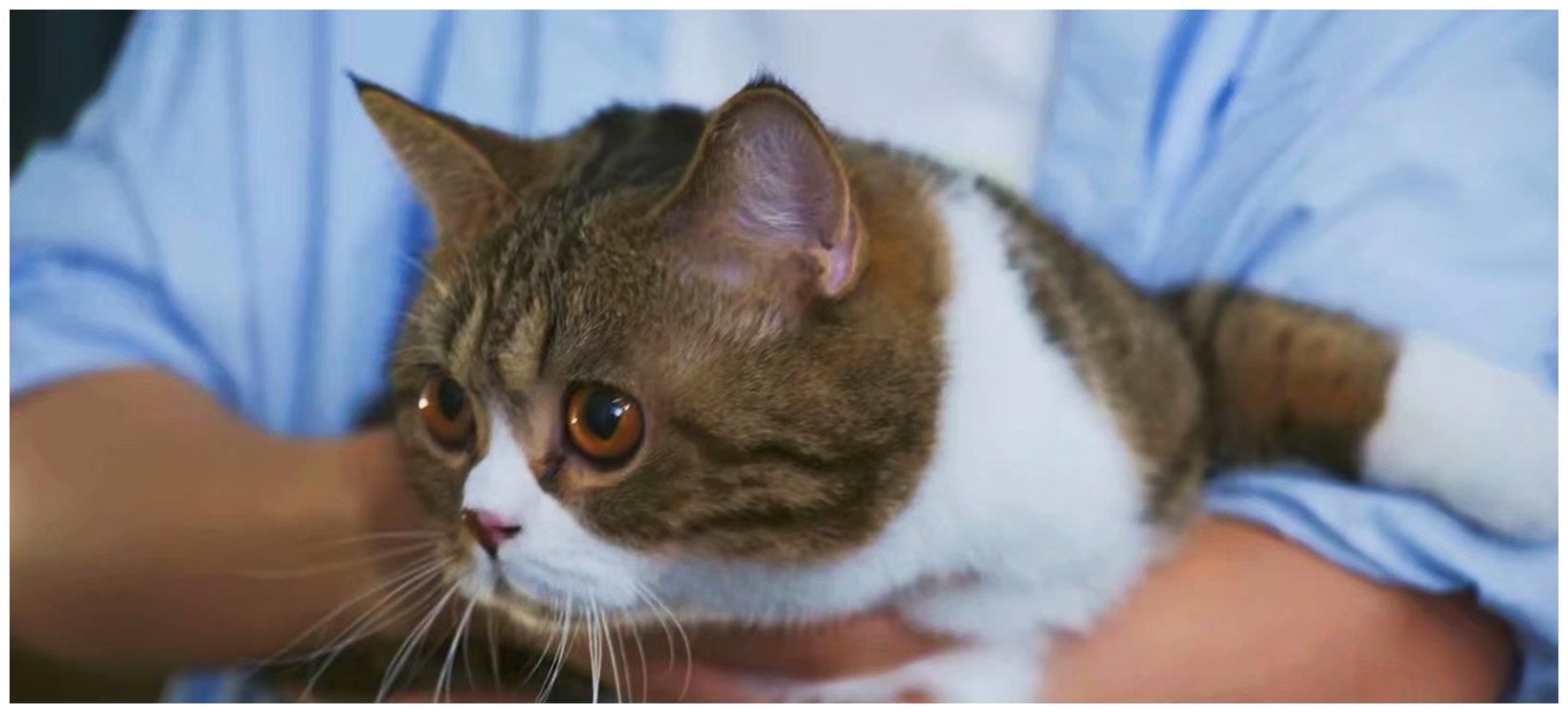 乌鸦小姐：姜小宁的早餐，顾川的猫，是两处最关键伏笔