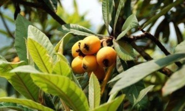 高粱酒|枸杞用2周，肩膀不痛了，颈椎病也不见，成本仅仅不到3块钱