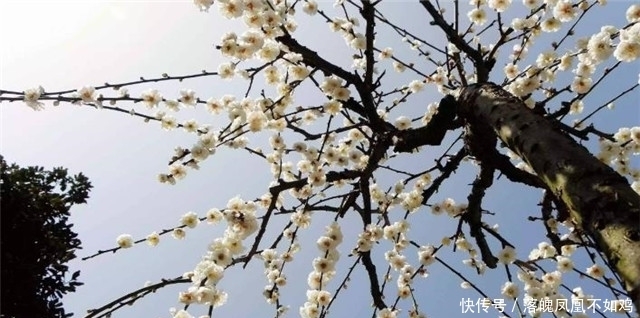 梅花树诗词四首：看来都是梅花树，万斛清香藏不住