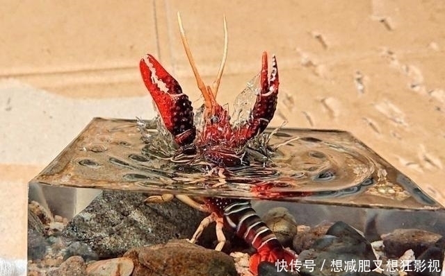 自制|有一种“手办”叫日本网友自制,可以很逼真,也可以瞬间把人“气疯”