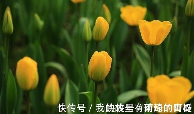 桃花|2021年爱情苦尽甘来的4星座，桃花大旺，将与旧爱破镜重圆