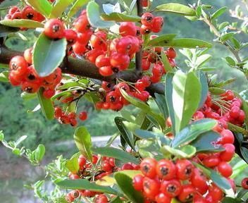 只有农村才有的美味,吃过3种以上就算有口福了