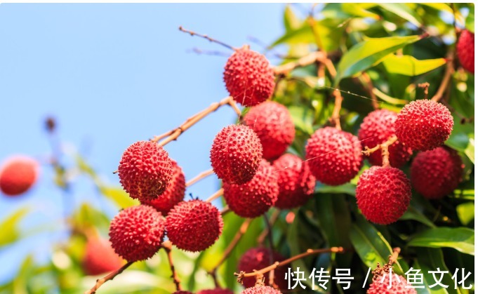 李医生|全身都是宝的荔枝,竟然还能治病!老中医教你用荔枝来去火,收藏