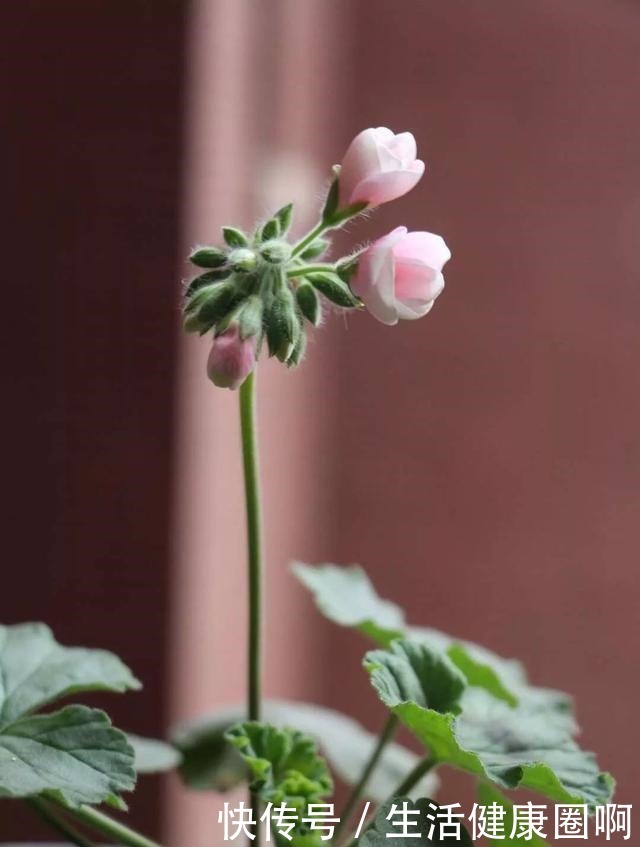 院子不大，有花有我有太阳！