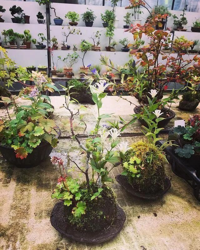 山野草，也高雅！