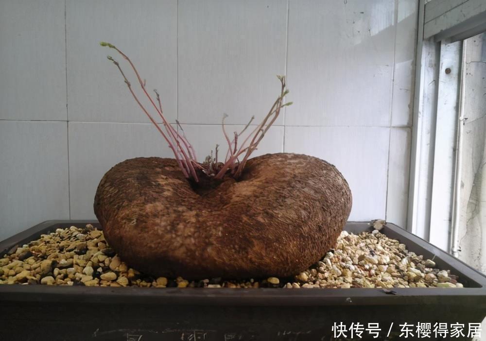 一块“乌龟壳”，长满铜钱叶，一个月爬满墙，越养越吉利