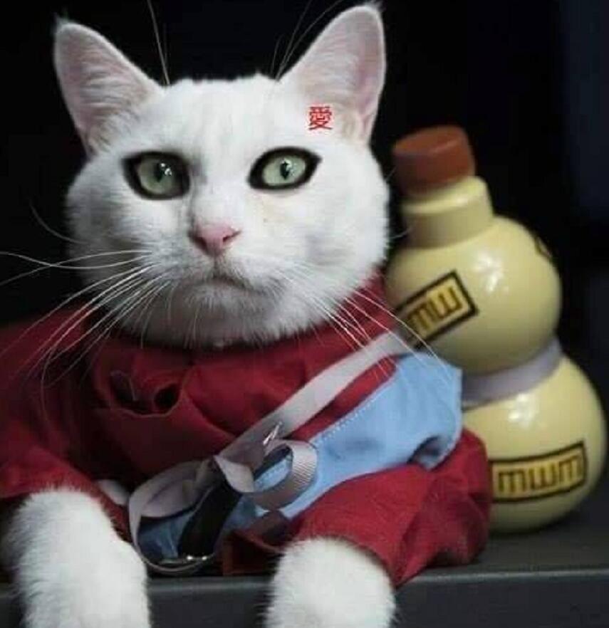 只猫|当猫cosplay《火影》,认出斑爷,认出鼬,能认出小樱吗