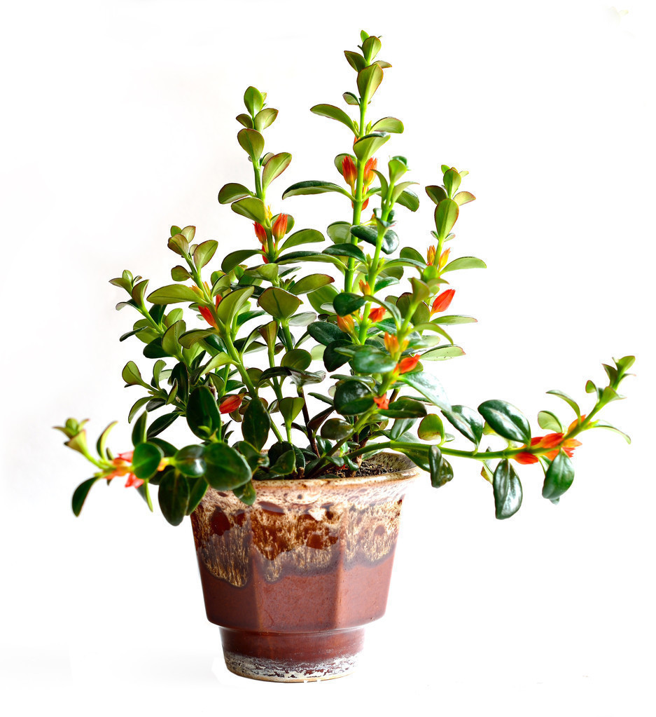 在家养了一盆植物,开花时,周围邻居惊呆了!这盆植物竟然这么美