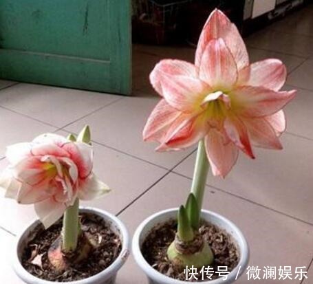 朱顶红开花之后,一个“小动作”,又开一茬花,花大色艳特别美!