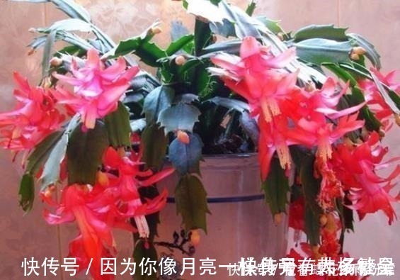 蟹爪兰花芽|爷爷养蟹爪兰，20天长成“胖墩”，学会3个秘诀，比施肥奏效！