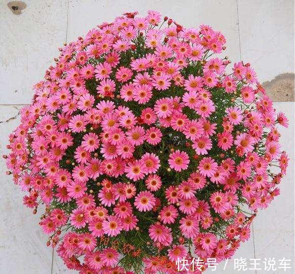 光照|这样做,你家的花也能开成大花球