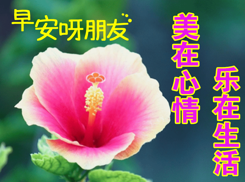 早安|早上好朋友,最棒早安问候祝福语动画表情动态图片,温馨早安问候语图片