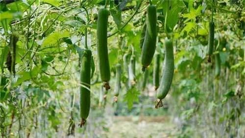 丝瓜|春季来了,女性多吃3种食物,补充营养,呵护肌肤,显年轻!