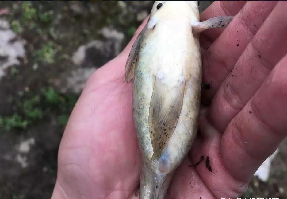 土鲫真的长不大？用这种笨办法，立刻区别土鲫、银鲫和工程鲫